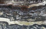 Rare North Pole Dome Stromatolite Slice - Billion Years #50753-1